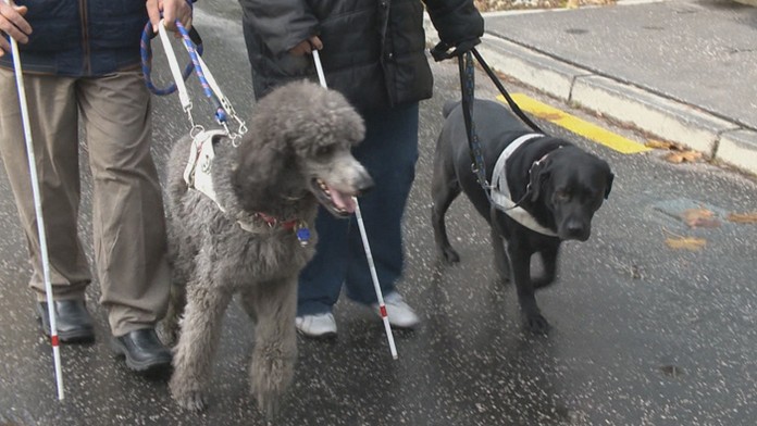 Čo tak vodiaci pes?